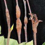 Gall-like stem cankers on serviceberry (Amelanchier canadensis) caused by Gymnosporangium clavipes. Photo by N. Brazee