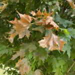 Diffuse leaf browning due to water starvation caused by Verticillium wilt on sugar maple (Acer saccharum). Photo by LCT