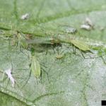 Potato aphid nymphs, wingless adults, and nymphs. Photo: W. Cranshaw, Colorado State University, Bugwood.org