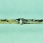Anthracnose fruiting bodies.