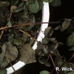 Botrytis canker on Fuchsia plant in hanging basket