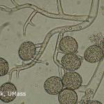 Downy mildew on Coleus under the microscope showing sporangia