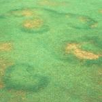 Fairy Ring with localized dry spot. Photo: RL Wick
