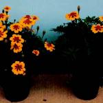 Figure 2. 'Naughty Marietta' marigold is a facultative short-day plant.