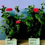 Figure 3. Some zinnias are not greatly affected by photoperiod.