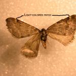 Fig_15.jpg: The adult male fall cankerworm is very similar to the winter moth male. However, note the faint light-colored patch on the leading edge of each front wing. This is a very important characteristic separating the two species. ( Compare with Fig_13). (Photo: R. Childs) 