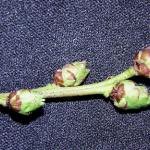 Fig_3.jpg: The buds of host plants, such as this blueberry, are most susceptible to winter moth invasion in the spring as they begin to swell. The longer that they stay in this stage, the plant is very susceptible to severe damage. (Photo: R. Childs)