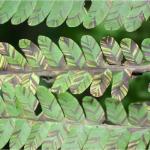 Foliar nematodes on fern