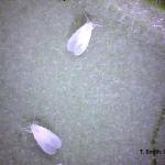 Greenhouse whitefly adult