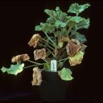 Ralstonia solanacaerum on geranium