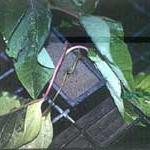 Poinsettia cutting rot caused by Erwinia carotovora