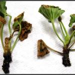 Ralstonia solanacaerum on geranium cuttings