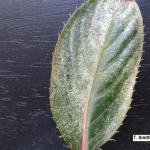 Two spotted spider mite feeding injury on New Guinea impatiens