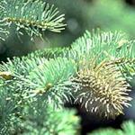 Galls formed on blue spruce by the Cooley Spruce Gall Adelgid.