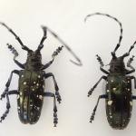 Adult Asian longhorned beetles. Note that the area between their wing covers (or the scutellum) is black. 