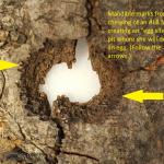 An old Asian longhorned beetle egg site or pit chewed by an adult female depositing her egg in a host tree. 