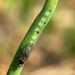 A fly resting on a thin allium leaf, with a row of small white spots trailing behind it.