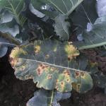Alternaria leaf spot on broccoli. Photo: G. Higgins