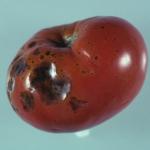 Alternaria lesions on tomato fruit. Photo: R. L. Wick