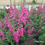 Angelonia hybrid 'Perfectly Pink', drought tolerant