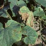 Angular leaf spot of cucurbits, caused by Psuedomonas syringae pv. lachrymans. As the disease progresses, the bacteria are trapped by the leaf veins, creating angular lesions. Photo: R.L. Wick