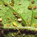 Melon aphids, with two aphid mummies immediately above the horizontal leaf vein. Photo: M. Spellman