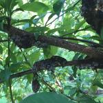 Black knot galls on shaded interior branches of a plum (Prunus domestica)