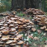 Large cluster of Armillaria mushrooms growing around the base of a recently killed tree.