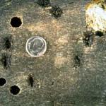 A typical round exit hole of the adult Asian Longhorned Beetle. 