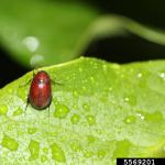 Asiatic garden beetle. Photo: Whitney Cranshaw, Colorado State University, Bugwood.org