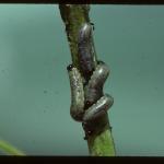 Common asparagus beetle larvae. Photo: D. Ferro