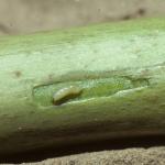Asparagus miner larva and larval mine in stalk. Photo: D. Ferro