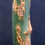 Asapragus rust (Puccinia asparagi)