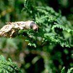 A close-up photograph showing a bagworm larva partially outside its bag. (Photo: D. Swanson)