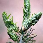 New injury caused to the newly emerging foliage of a fir. (Photo: R. Childs)