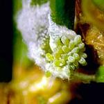 Newly deposited eggs of the Balsam Twig Aphid on the host plant. (Photo: R. Childs)