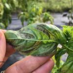 Dark, fuzzy sporulation of basil downy mildew on the underside of a leaf.