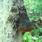 A conk of Phellinus alni on an American beech predisposed to infection by beech bark disease.
