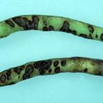 Bean anthracnose, caused by Colletotrichum lindemuthianum. Photo: R.L. Wick