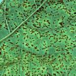 Bean Rust caused by Uromyces appendiculatus. Photo: R. L. Wick