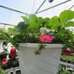 Strawberry Berries Galore Rose being grown in greenhouse for spring retail garden market