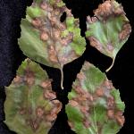 Symptoms of birch anthracnose caused by Marssonina betulae on river birch (Betula nigra). Photo by N. Brazee