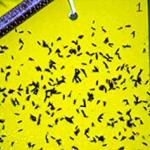 A yellow-sticky card used to monitor for the activity of adult birch leafminers. Insects that require new, tender foliage for egg-laying, often perceive this color as a super attractant. (Photo: R. Childs)
