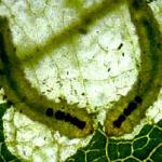 Birch leafminer larvae feeding within a birch leaf. (Photo: R. Childs)
