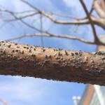 Botryosphaeria canker on a stressed and recently transplanted honeylocust (Gleditsia triacanthos). Black-colored fruiting bodies (pycnidia) can be seen rupturing through the bark on this infected branch. 