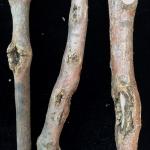 Rough, oval-shaped branch cankers caused by Botryosphaeria s.l. on a black tupelo (Nyssa sylvatica) stressed by persistent exposure to strong winds. 