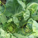 Leaf puckering on broccoli, caused by Swede midge larvae feeding when leaves were in growing tip. Photo: Swede Midge Information Center for the U.S.