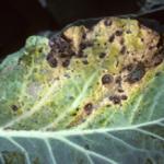 Alternaria leaf spot symptoms on broccoli leaf. Photo: R. L. Wick