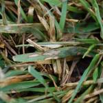 Brown patch lesions on tall fescue. Photo: S. Tirpak, Rutgers.