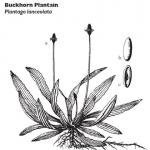 Buckhorn Plantain